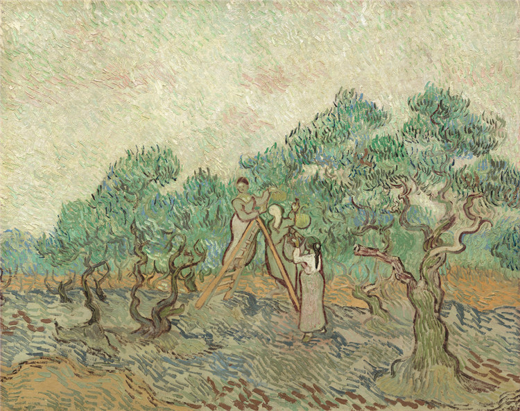 Olive Picking 4 Vincent Willem Van Gogh Oil Painting